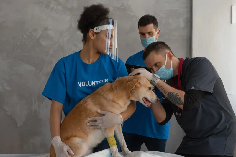 The Behind-the-Scenes Network Working to Bring Alberta's Lost Pets Home