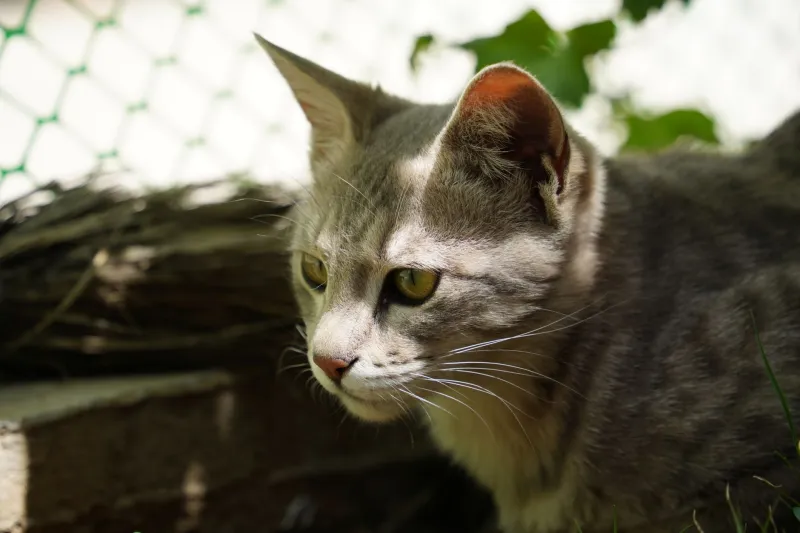 From Roaming to Safe: How Alberta's Catio Movement Is Rewriting the Rules for Outdoor Cats