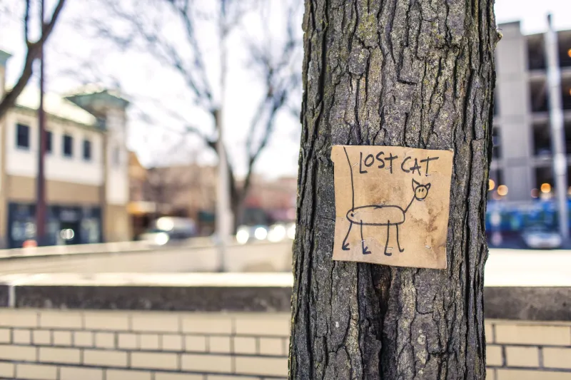 Pet Just Went Missing? Do These Things in the Next 24 Hours