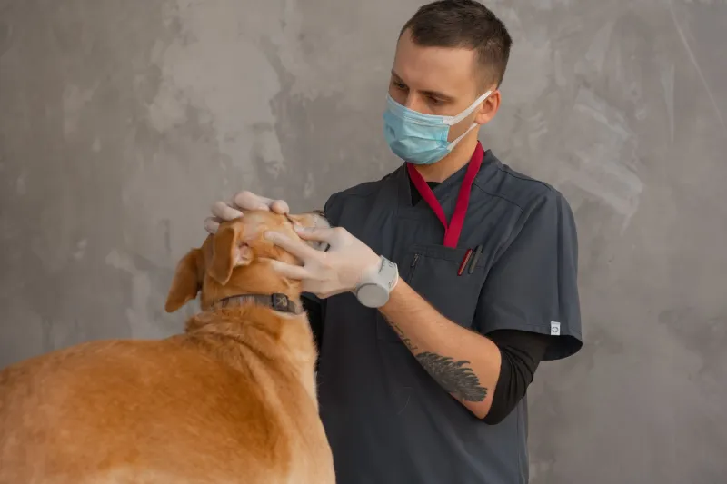 Your Pet's Microchip Is Not a Tracking Device — Here's What It Actually Does