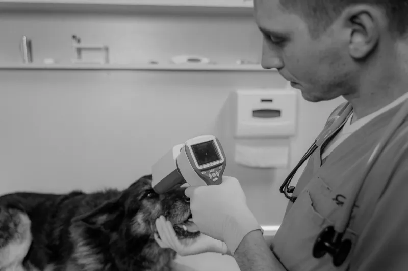 Scanned but Still Lost: Why a Microchip Means Nothing If Your Registry Info Is Out of Date
