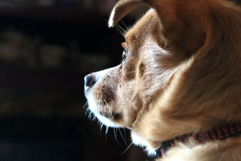 Why Your Dog Looked Right Through You: The Neuroscience Behind Post-Recovery Behaviour