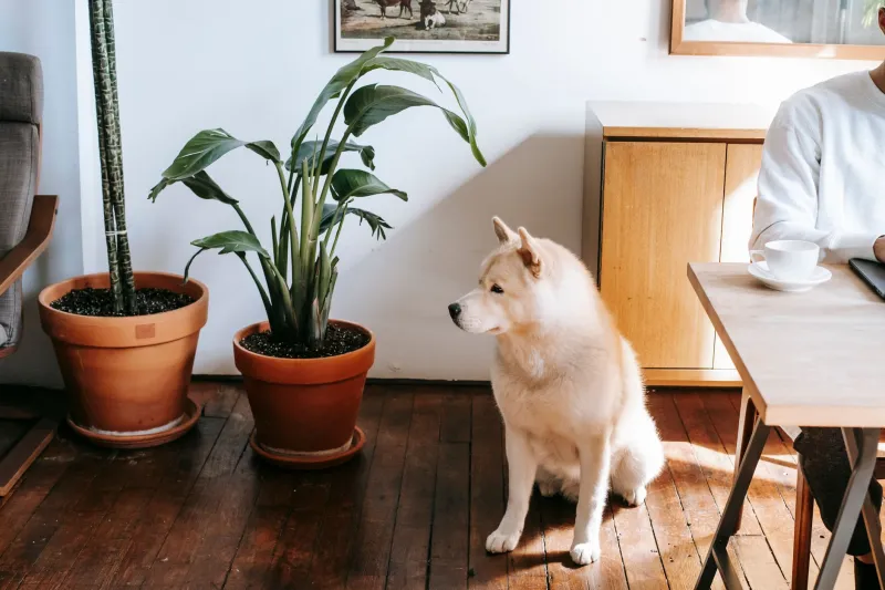 Build Your Pet's Emergency ID Kit Before You Ever Need It