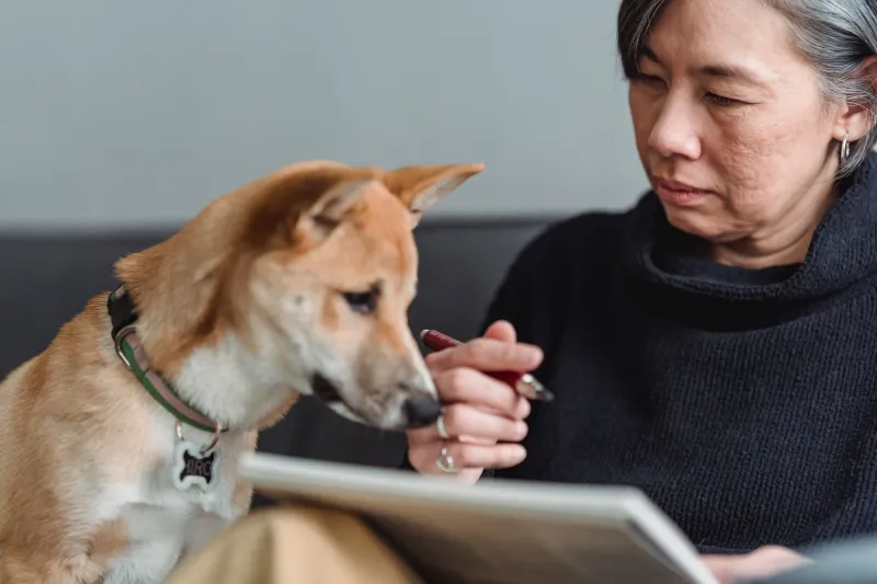 Don't Wait for the Worst: How to Build a Pet Recovery Plan That Works Before You Ever Need It