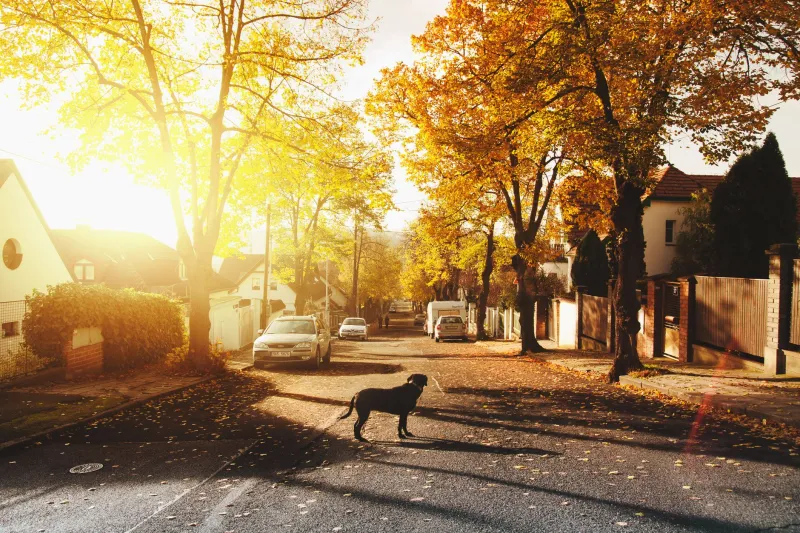 Before You Post That Reward: What Alberta Pet Owners Get Wrong About Incentivizing a Search