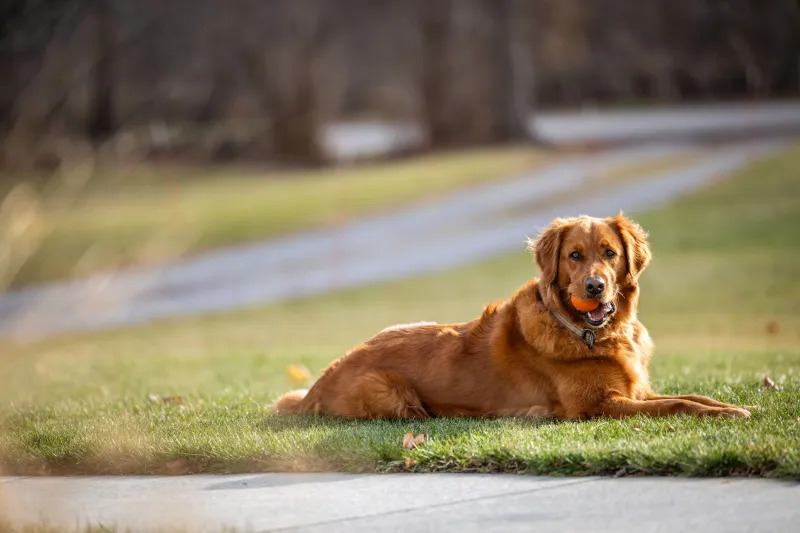 Sound Off: The Acoustic Tricks That Can Coax a Hiding Pet Back to You