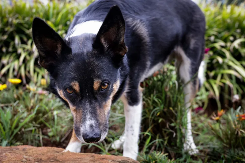 Your Pet's Nose Knows the Way Home: Using Scent as a Recovery Tool