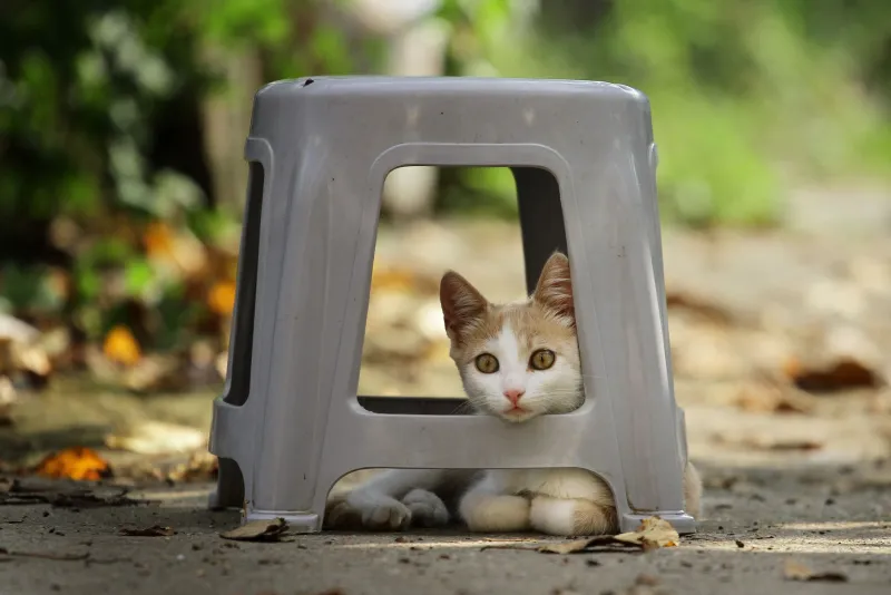 Still, Silent, and Scared: Why Lost Pets Hide Instead of Coming Home