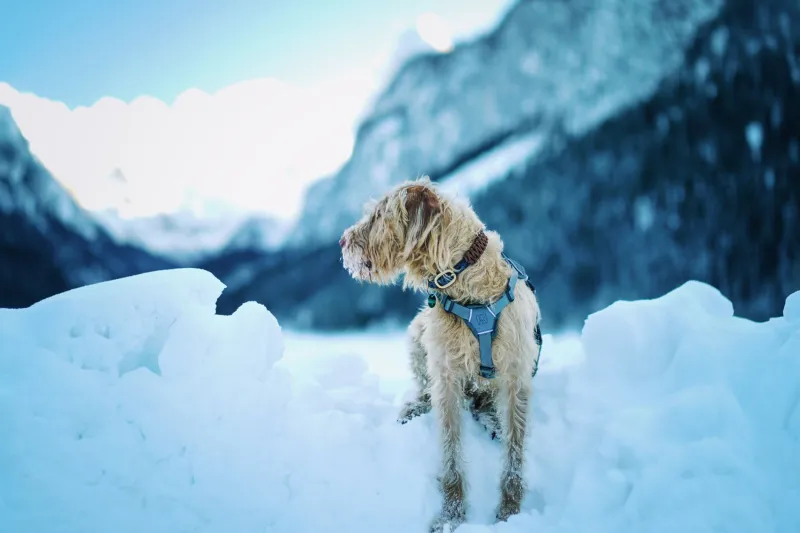 Frozen Trails and Missing Tails: Keeping Your Pet Safe and Found This Alberta Winter